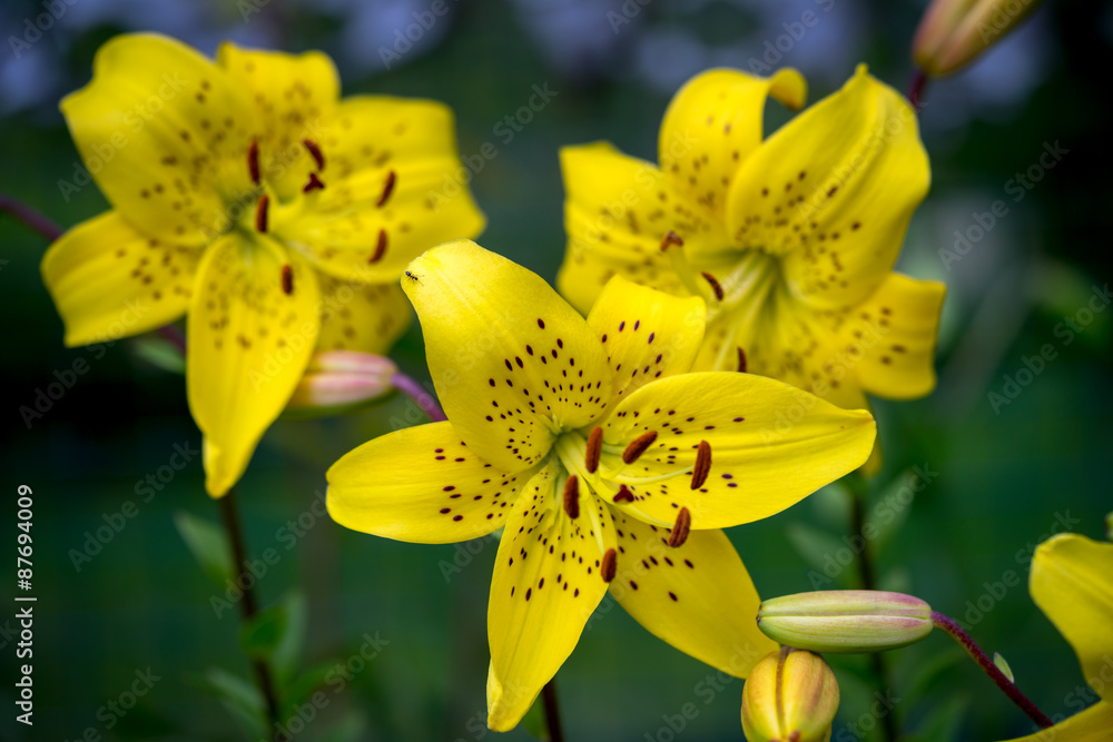 Fototapeta premium Yellow Lily Flowers in the Garden