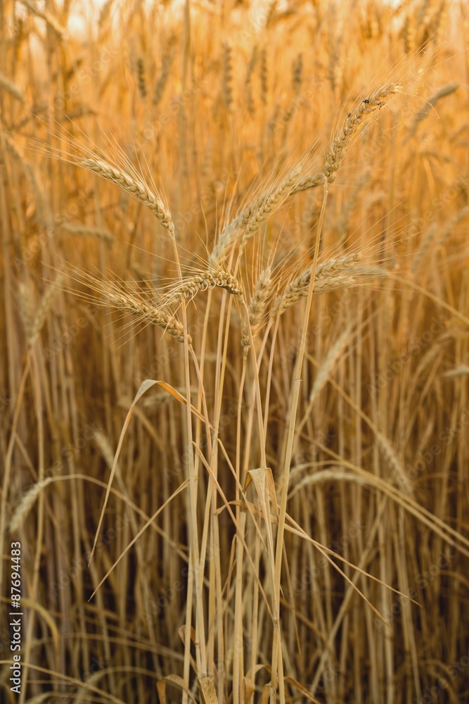 Fototapeta premium Колоски злаков
