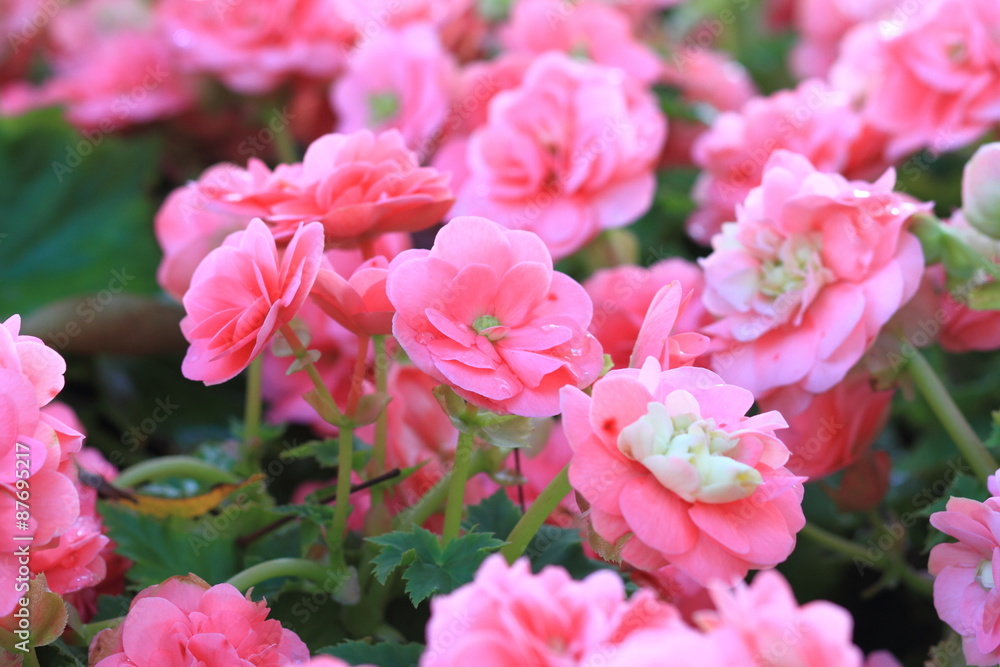 Beautiful background of flowers big begonias Beautiful background of flowers big begonias