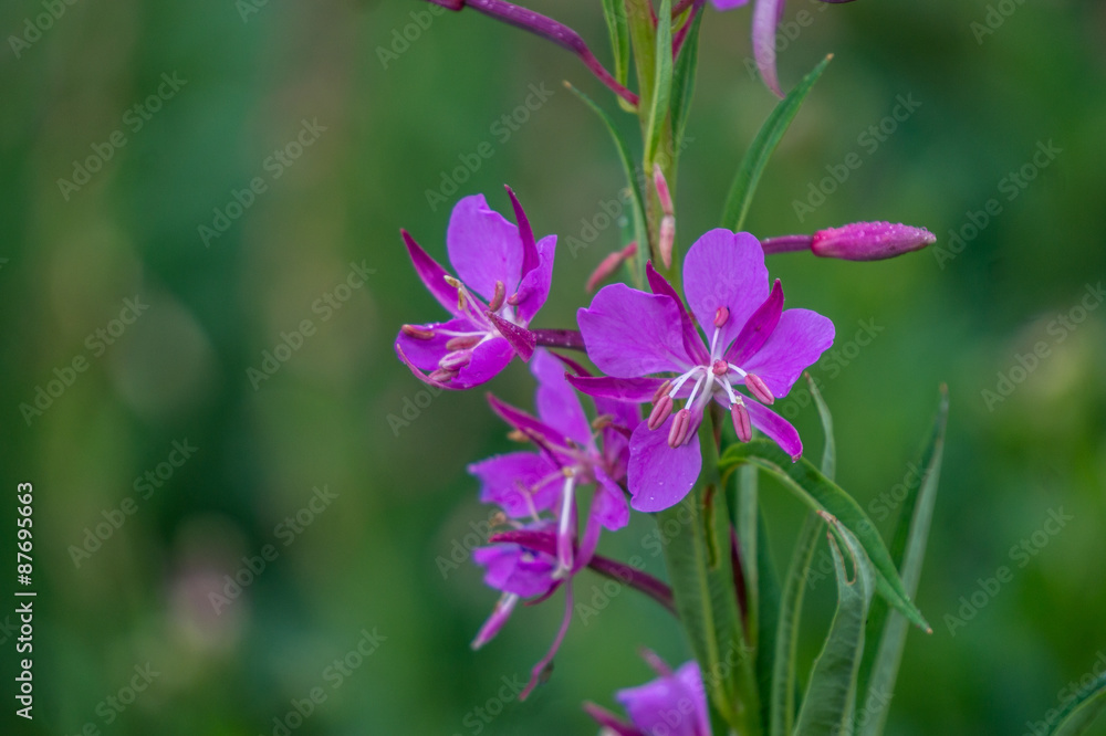 Fireweed Flowers in the High Alpine Mountains of British Columbia