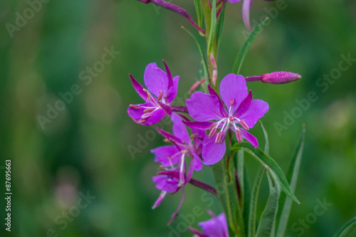 Fireweed Flowers in the High Alpine Mountains of British Columbia