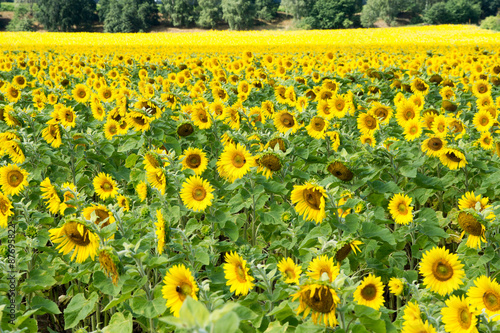 Field of sunflowers / Field of many sunflowers