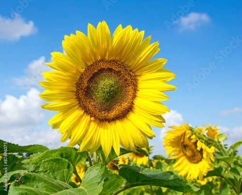 Field of sunflowers   Field of sunflowers and blue sky with clouds