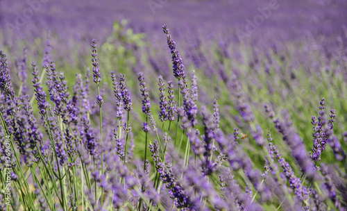 Lavender fields in Provence, France