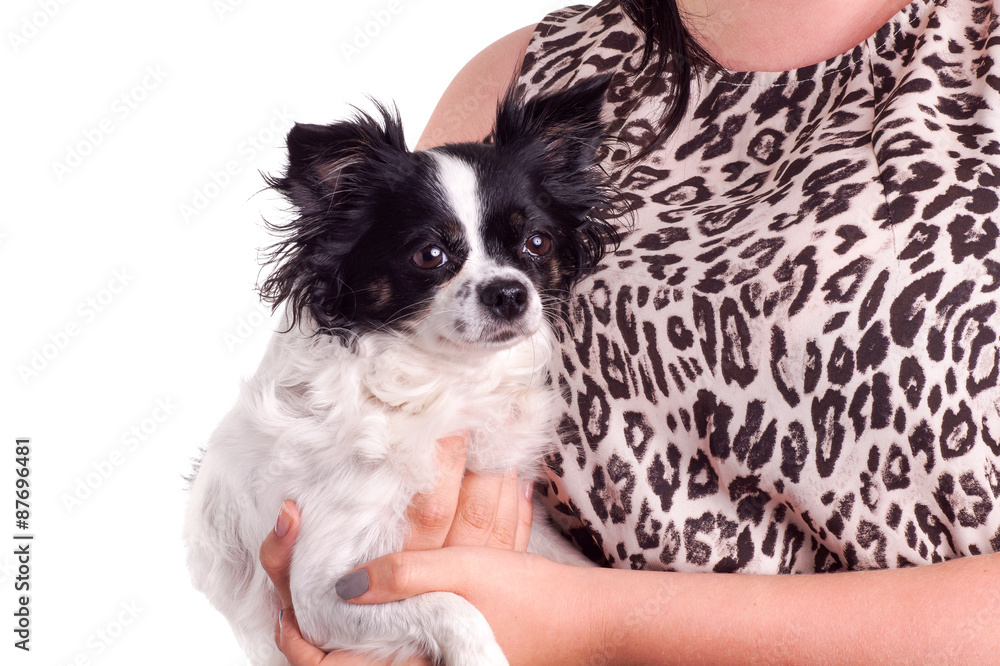 black and white accessories dog chihuahua with her owner