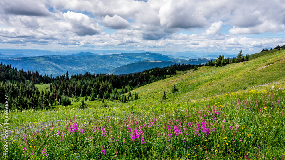 Obraz premium Hiking through the Wild Flowers in the High Alpine of Tod Mountain in the Sushwap Highlands and part of the Sun Peaks ski resort in central British Columbia