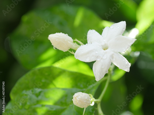 White Jasmine flower blooming in the morning