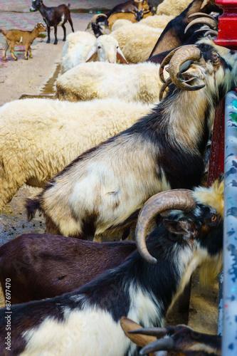 Goats behind fence
 photo