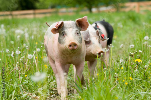 Symbiotische Tierhaltung