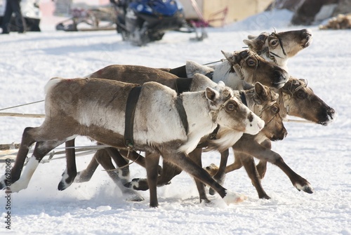 Arctic deers running on snow
