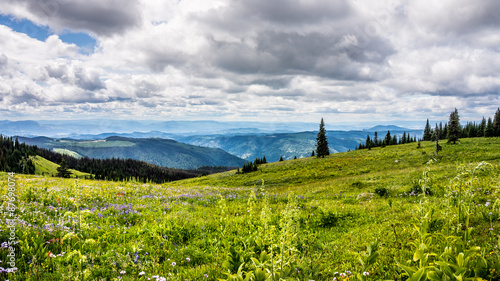 Hiking through the Wild Flowers in the High Alpine of Tod Mountain in the Sushwap Highlands and part of the Sun Peaks ski resort in central British Columbia photo