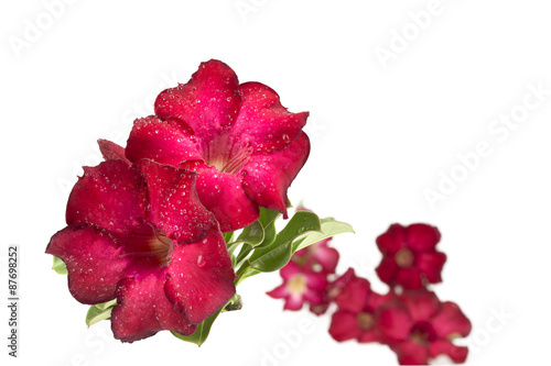 group of red azalea flowers