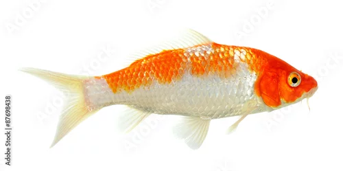 Fototapeta Koi fish isolated on the white background