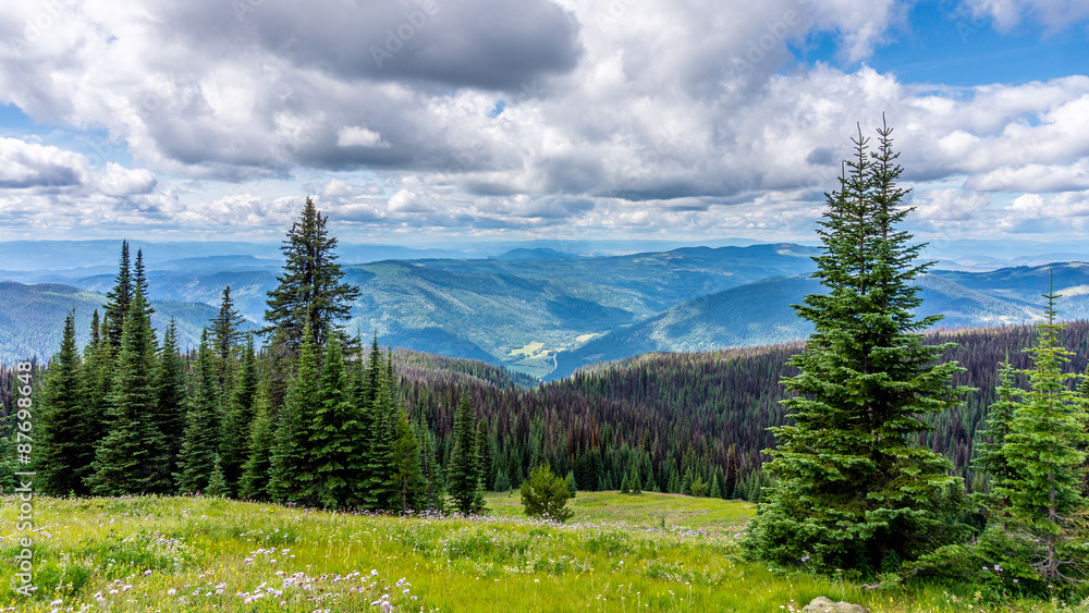 High Alpine Meadows of British Columbia with Flowers and also showing the many Pine Beetle infected Trees.  that affect so many trees in the north western regions of North America