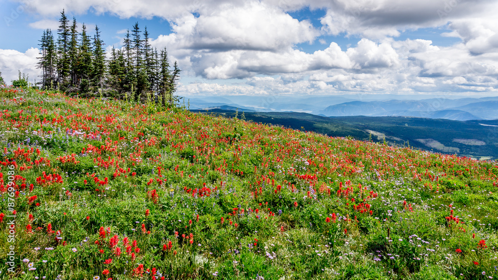 Hiking through the Wild Flowers in the High Alpine of Tod Mountain in the Sushwap Highlands and part of the Sun Peaks ski resort in central British Columbia Hiking through the Wild Flowers in the High Alpine of Tod Mountain in the Sushwap Highlands and part of the Sun Peaks ski resort in central British Columbia