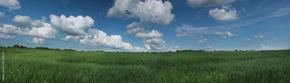 Panorama summer green fields. Young ears of oats to stretch to the horizon. Large white clouds on blue sky. Nature. Beautiful Sunny landscape. Wide detailed panoramic photo. Inspiring and idyllic.