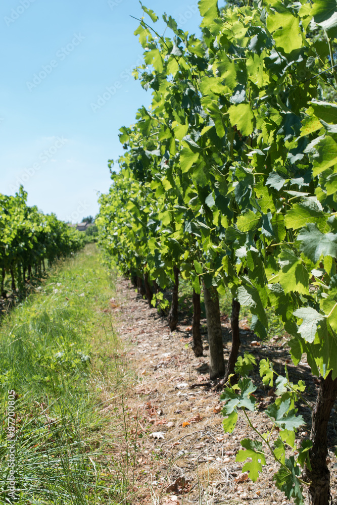 Vineyard for Bordeaux's red wine
