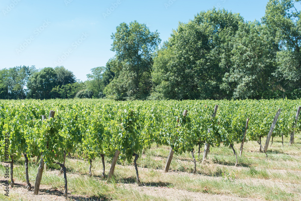 Vineyard for Bordeaux's red wine