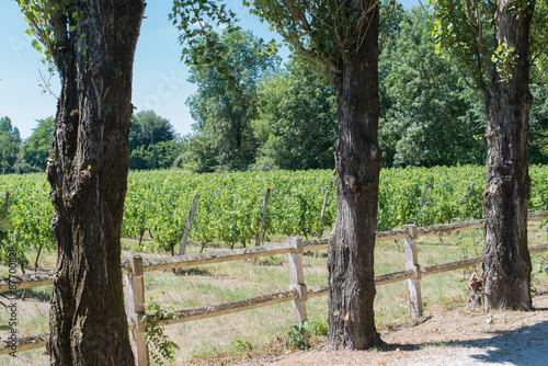 Vineyard for Bordeaux's red wine