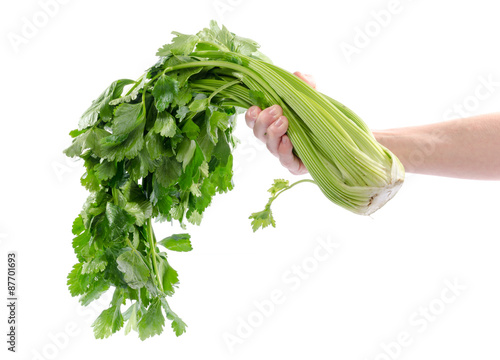 Hand holding green celery