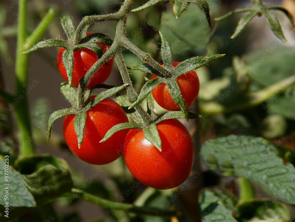 ripe red cherry tomatoes 