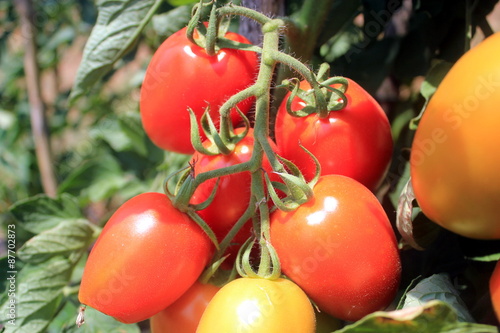 tomatoes