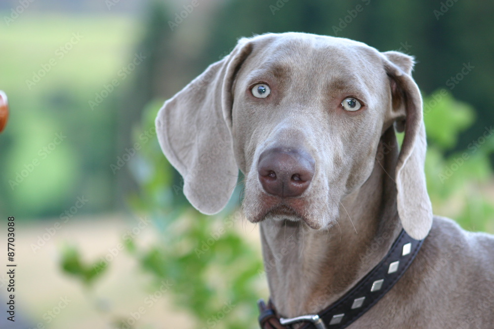 Weimaraner