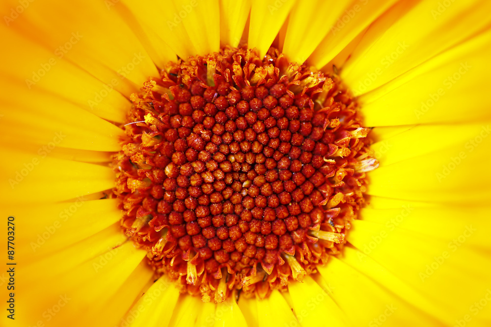 Detail Of The Bloom Of Marigold Detail Of The Bloom Of Marigold