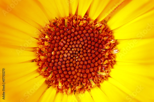 Detail Of The Bloom Of Marigold