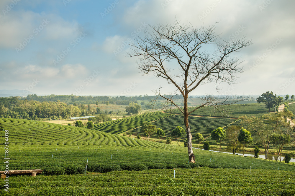 Tea plantation landscape with blue sky background at Chouifong T