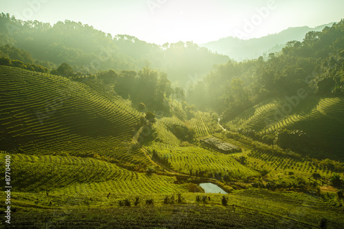 Tea Leaf with morning golden sunlight, Vibrant color &  Sun effe photo