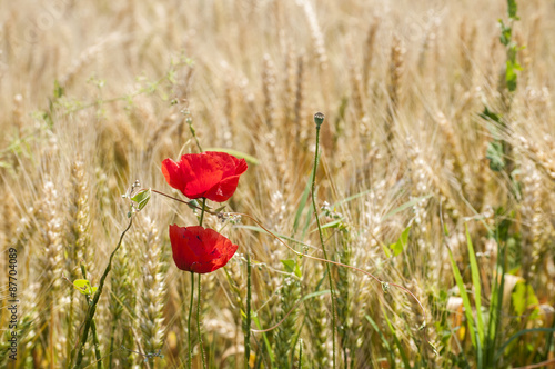 Red poppy on summer wheat field background 