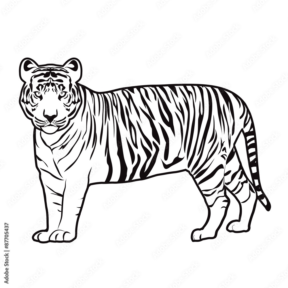 Tiger outline vector Stock Illustration | Adobe Stock