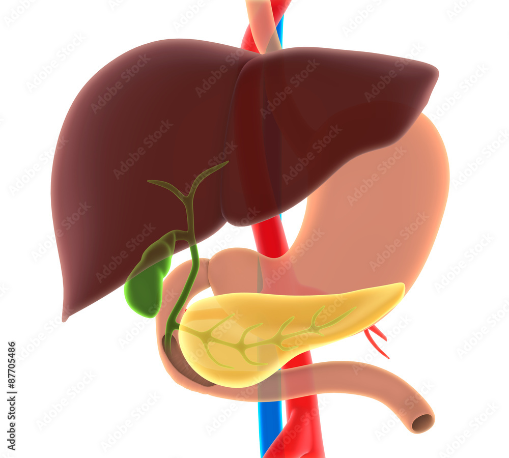 Liver, Gallbladder, and Pancreas Anatomy Stock Illustration | Adobe Stock