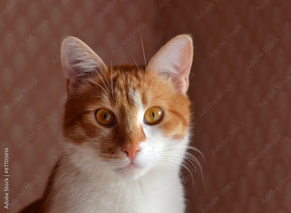 Obraz premium Red cat in interior, white and red brown, cat face