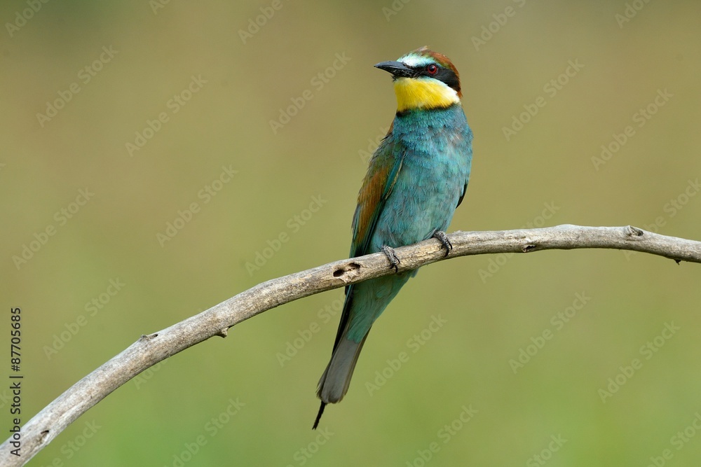 Fototapeta premium Gruccione