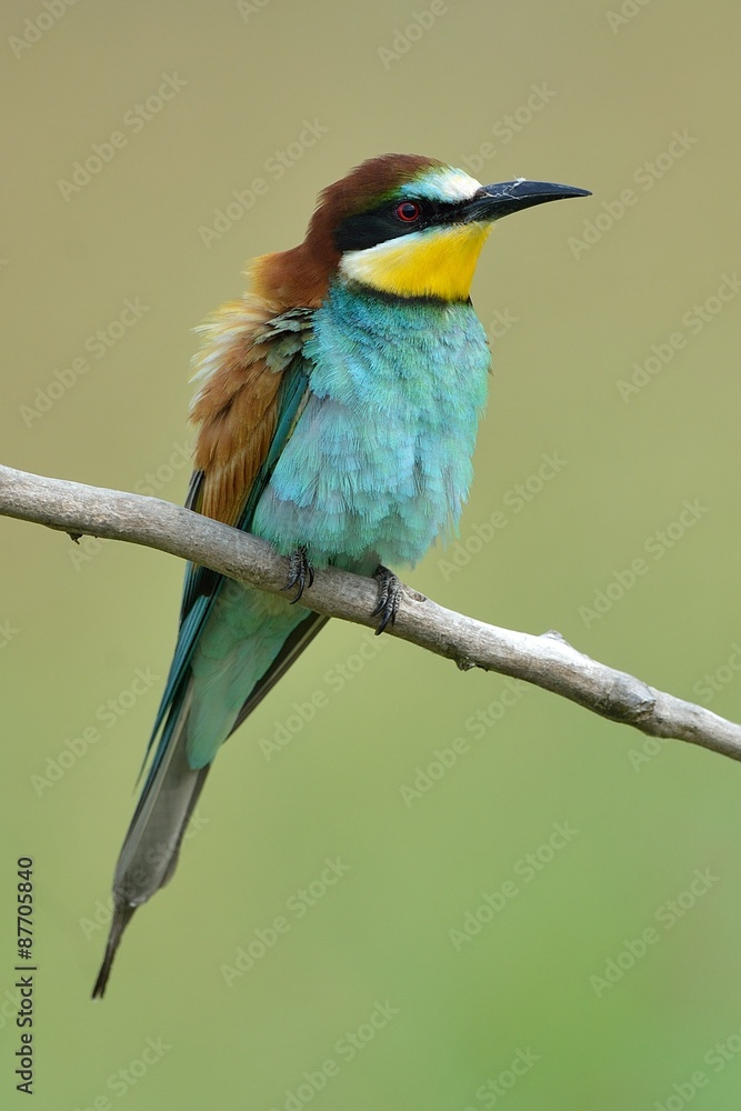 Obraz premium Gruccione