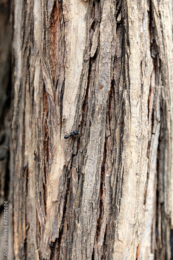 abstract of tree bark with moving ants abstract of tree bark with moving ants
