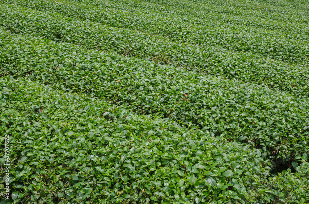 Tea plantations in the north of Thailand. Tea plantations in the north of Thailand.