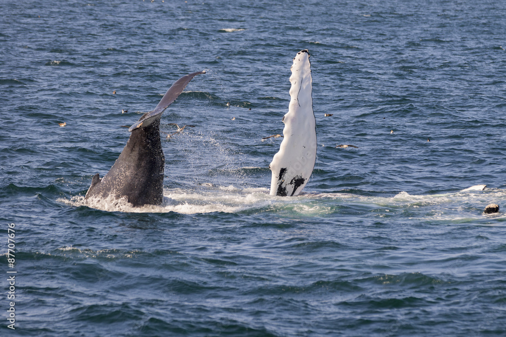 Fototapeta premium Whale watching.