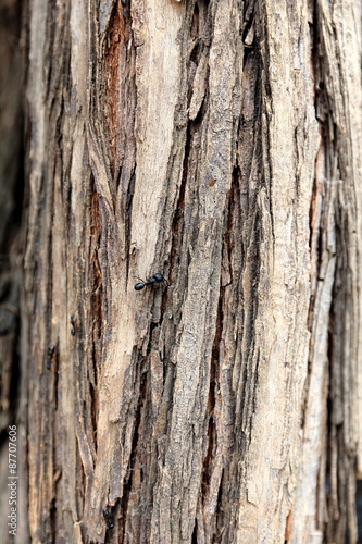 abstract of tree bark with moving ants