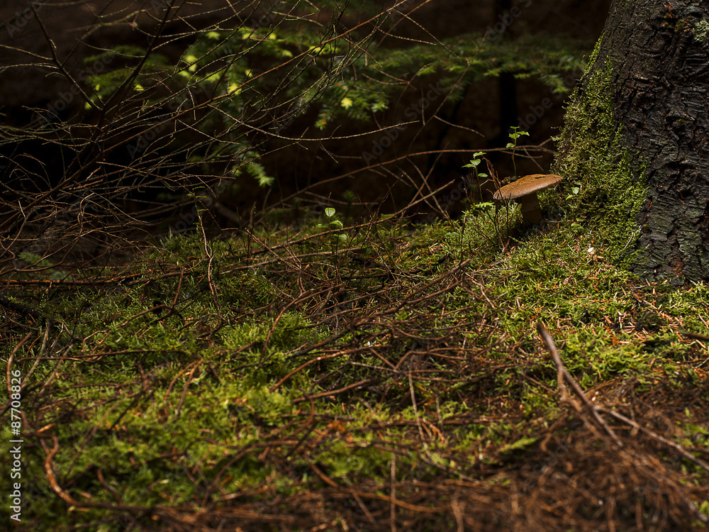Mushroom under a tree. Mushroom under a tree.