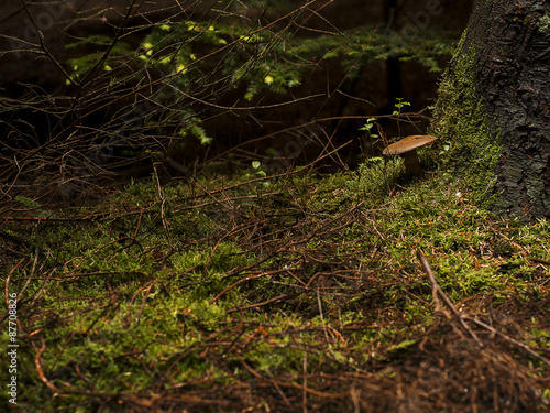 Mushroom under a tree.