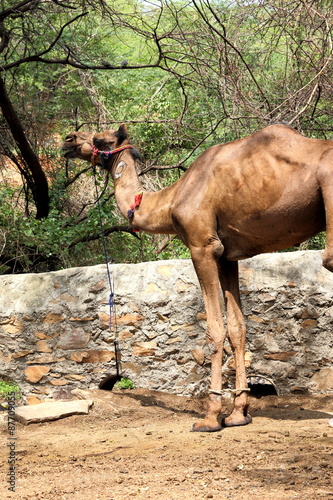 pet camel tied with rope © shishirbansal