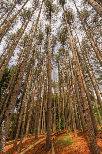 Trees landscape.