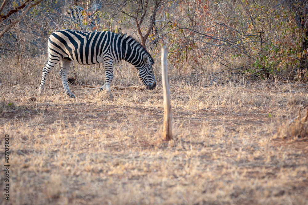 Obraz premium Single Zebra eating