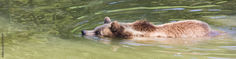 Fototapeta premium Braunbär schwimmt im See, Längsformat