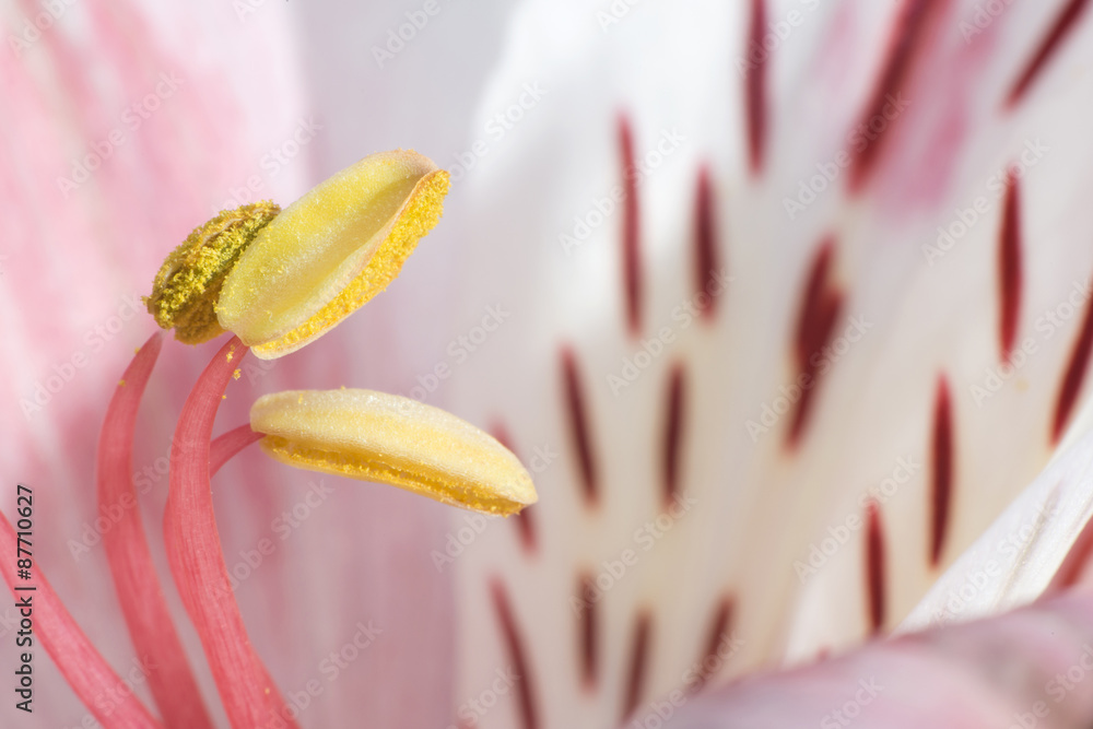 Flower blossom Flower blossom