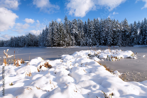 The ice on the lake with a pine forest in the snow