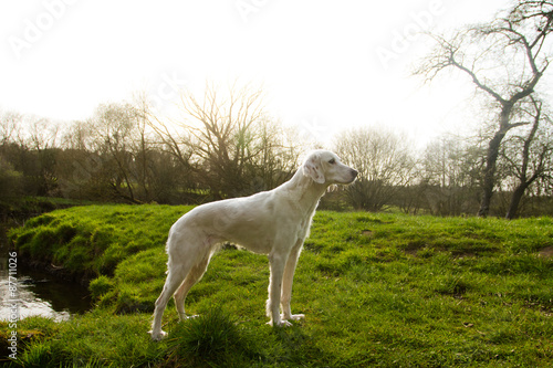 weißer Hund steht gerade im Profil vor Abendhimmel mit Untergehender Sonne